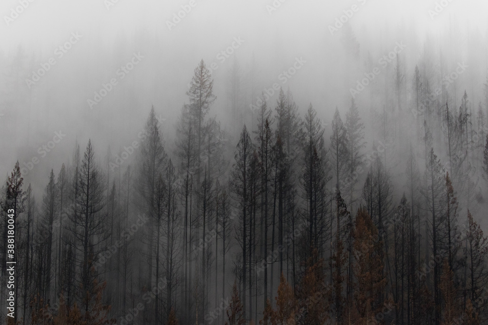 Fototapeta premium The Beachie Creek Fire near the Santiam river in Oregon left the landscape scorched and bare