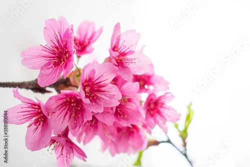 Detalle de flores de Sakura © monica