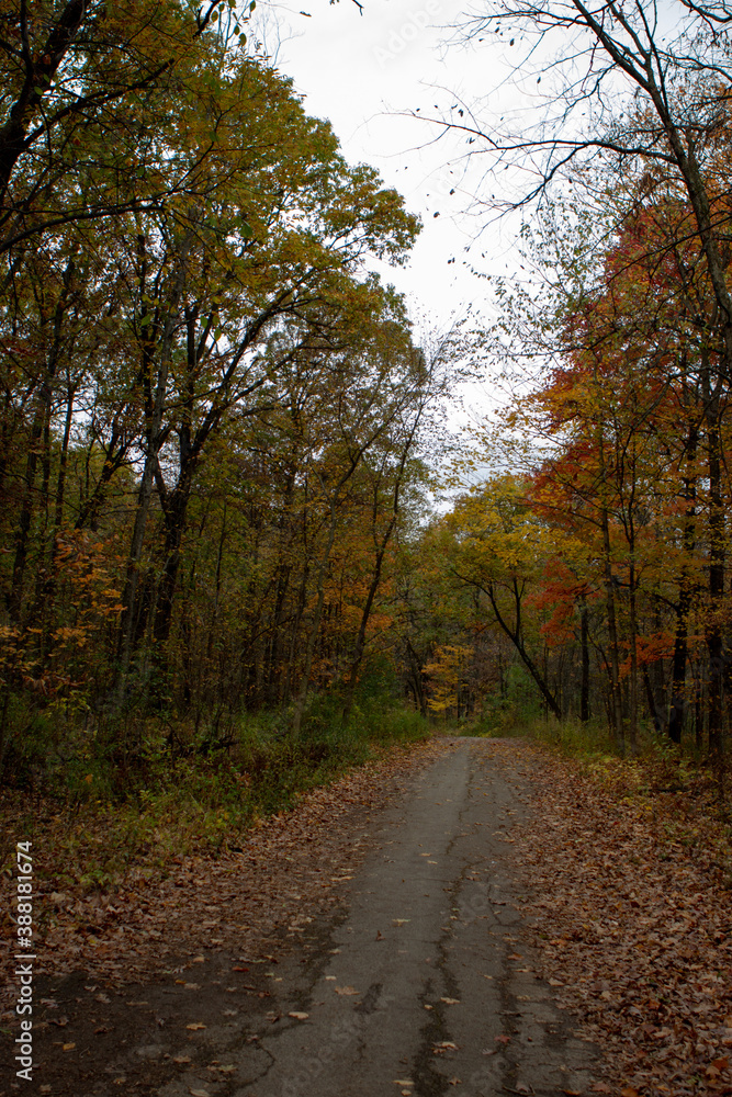 path in autumn forest