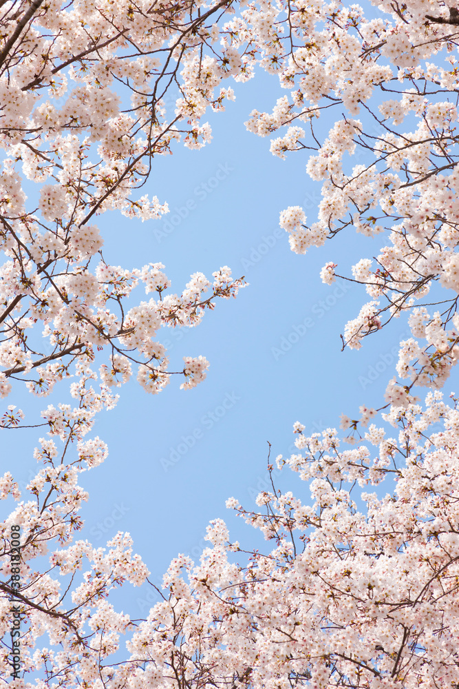 ソメイヨシノのフレーム