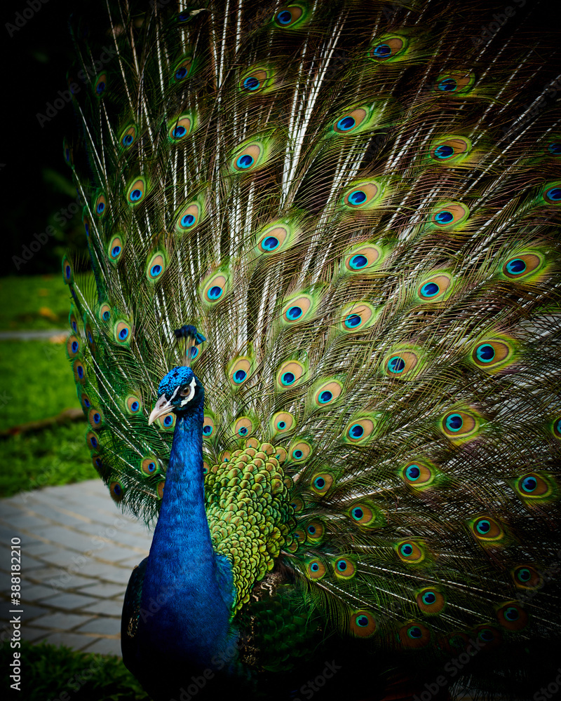 Obraz premium Peacock