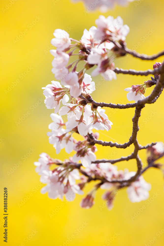 Obraz premium 菜の花と桜