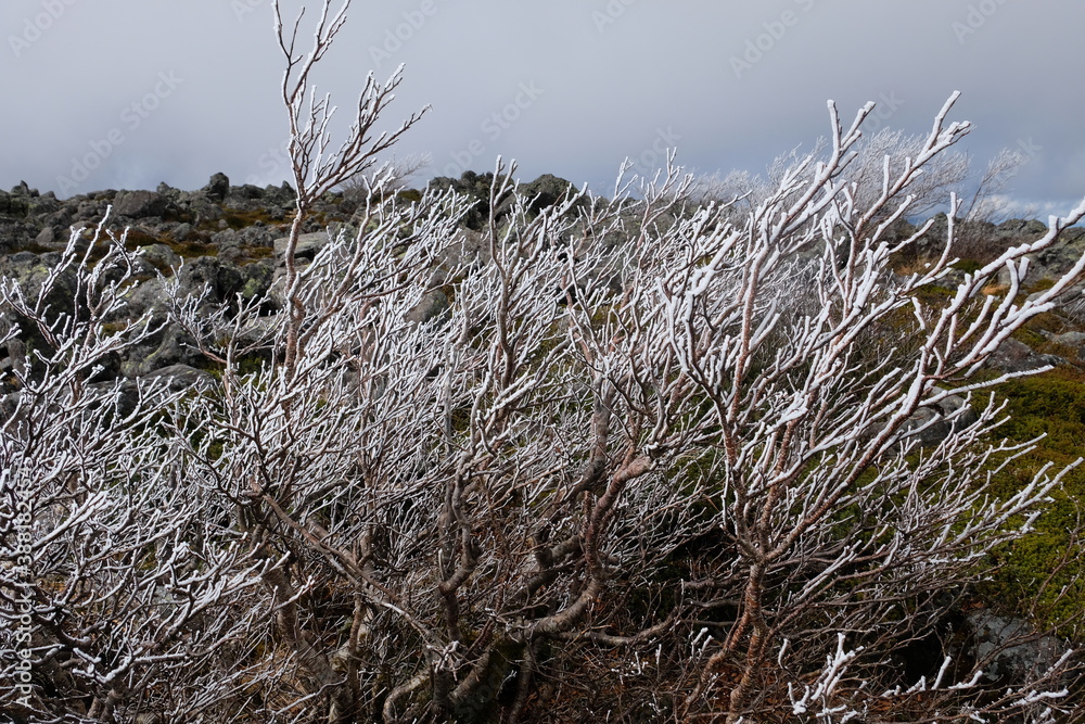 Fototapeta premium 樹氷たち