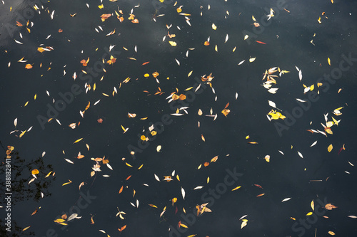 Yellow fallen leaves on the surface of the lake water. Natural autumn pattern.