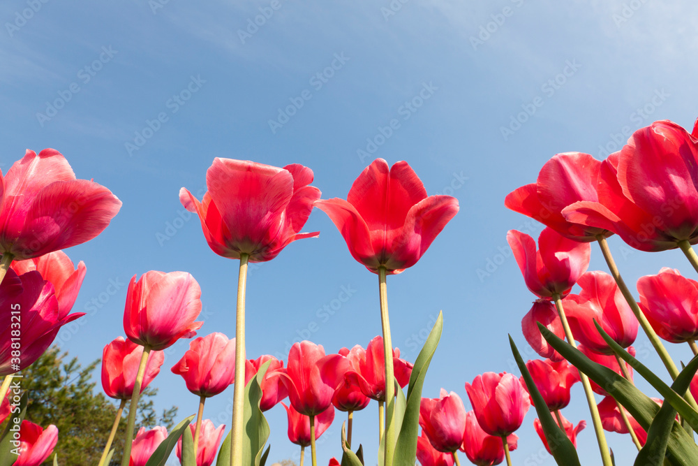Obraz premium チューリップ