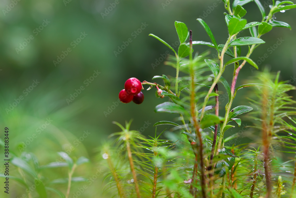 Red and white cranberry berries ripen on a Bush in the forest close up Red and white cranberry berries ripen on a Bush in the forest close up
