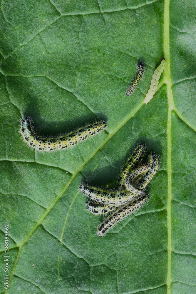 Obraz premium Several butterfly caterpillars on a green leaf close-up, Garden and garden pest