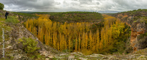 sickles of the duraton river in autumn  yellow poplars