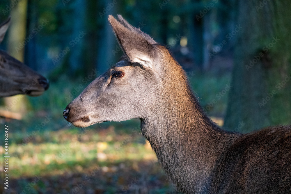 Hochwildpark Rheinland Hochwildpark Rheinland