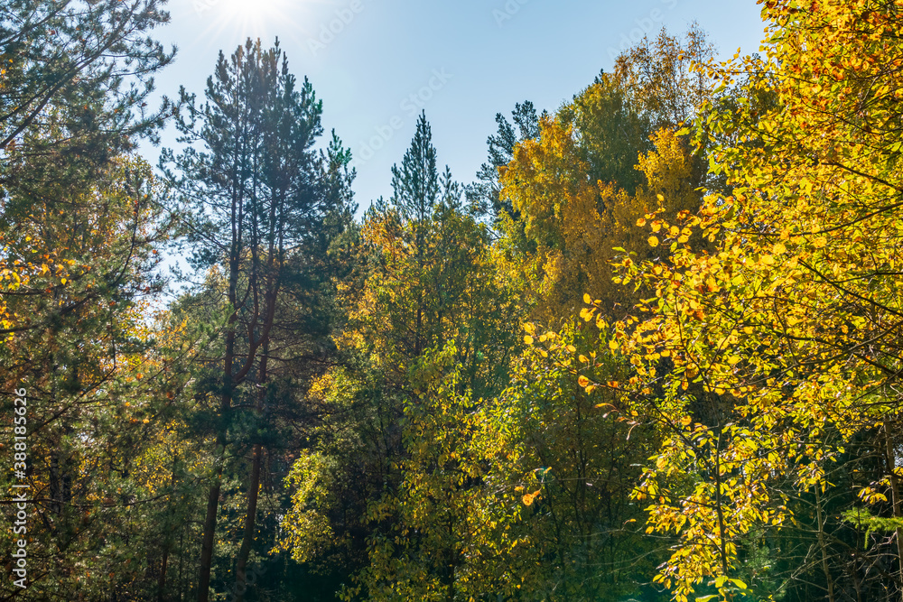 Trees with orange, green and yellow leaves and green pines in the autumn forest.