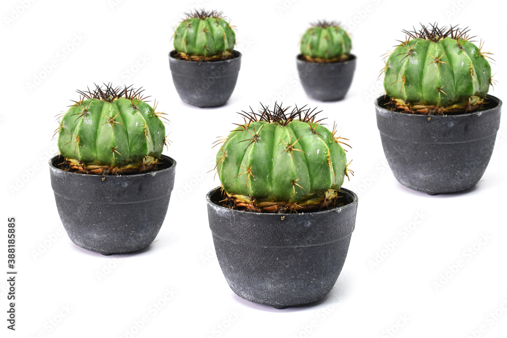 Naklejka premium cactus in a pot isolated