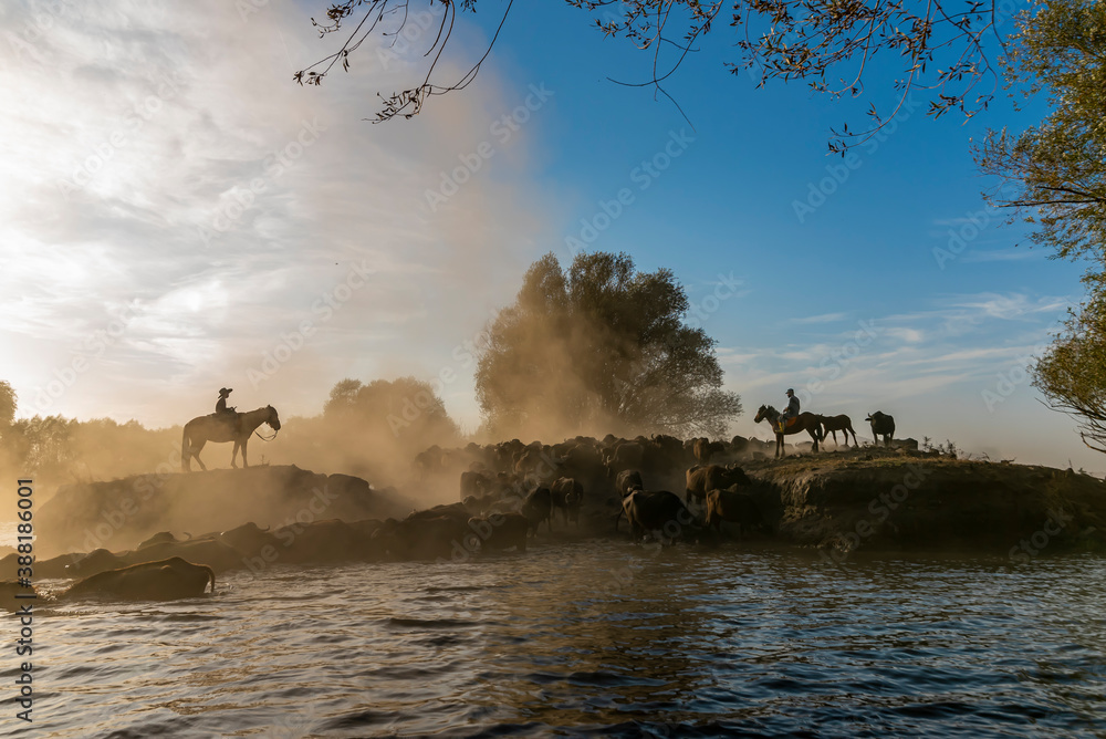 Fototapeta premium wild buffalos and horses in lake 
