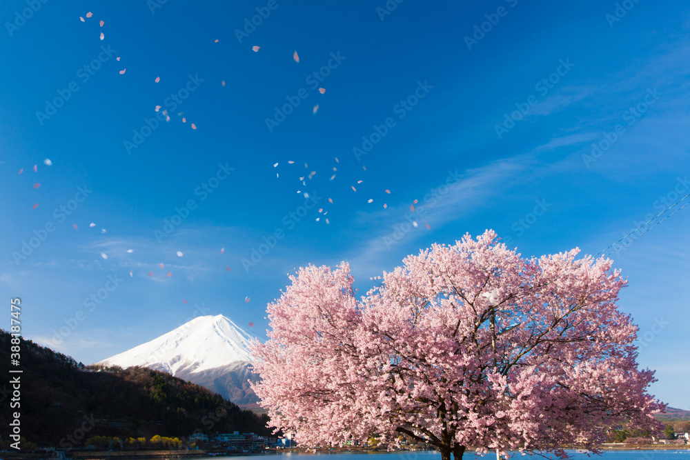 富士山と舞い散る桜 富士山と舞い散る桜