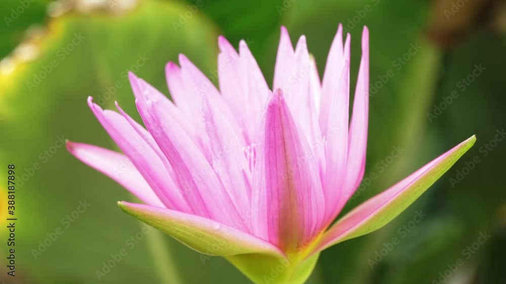 Lotus isolated blooming on Natural background, in the morning.
Lotus isolated blooming on Natural background, in the morning.