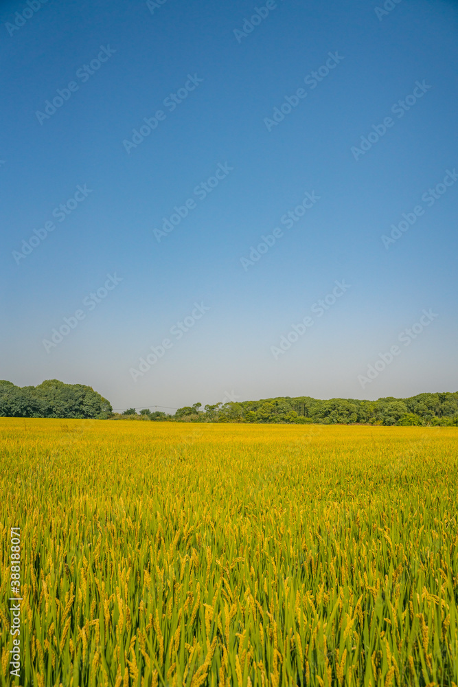 Close view of yellow and mature rice field under blue sky in autumn time. Close view of yellow and mature rice field under blue sky in autumn time.