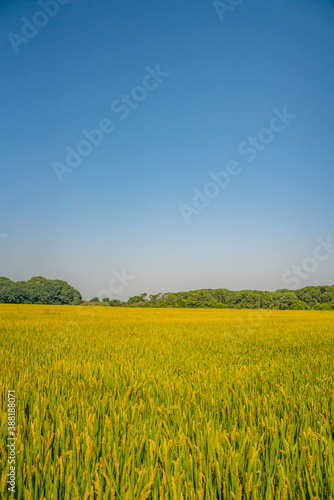 Close view of yellow and mature rice field under blue sky in autumn time.
