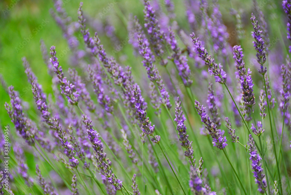 Obraz premium ラベンダー