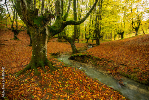 autumn green beech forest otzarreta river photo
