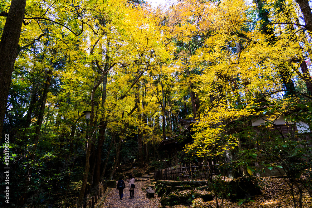Obraz premium 成田山公園 紅葉