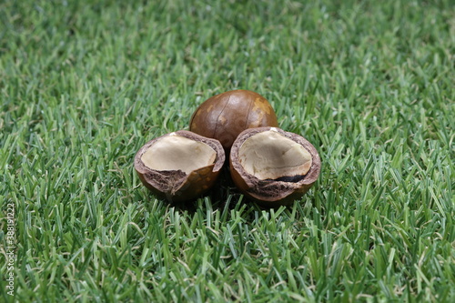 Cracked shell of macadamia nut isolated on the green grass field. Fertilizer concept.