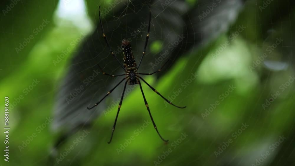 Golden-orb web spider with yellow joint long legs in the shade of a tree in the wild.