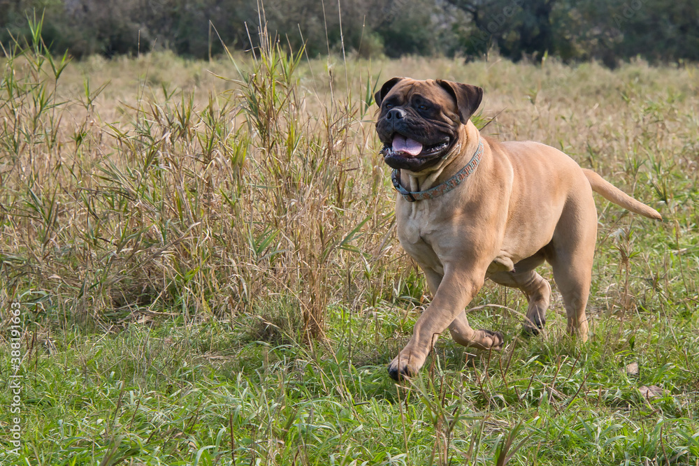 2020-10-26 A LARGE BULLMASTIF RUNNNING IN A FIELD