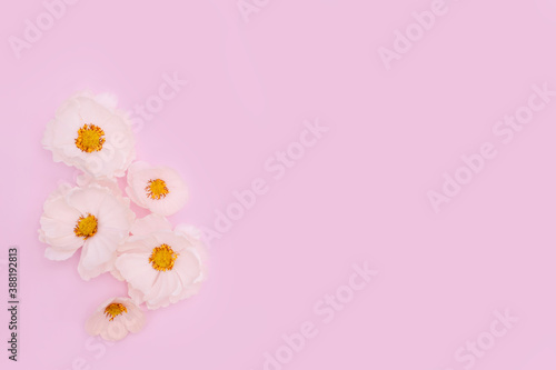 White flowers on pink background. Cute summer/spring background. Adorable floral backdrop.