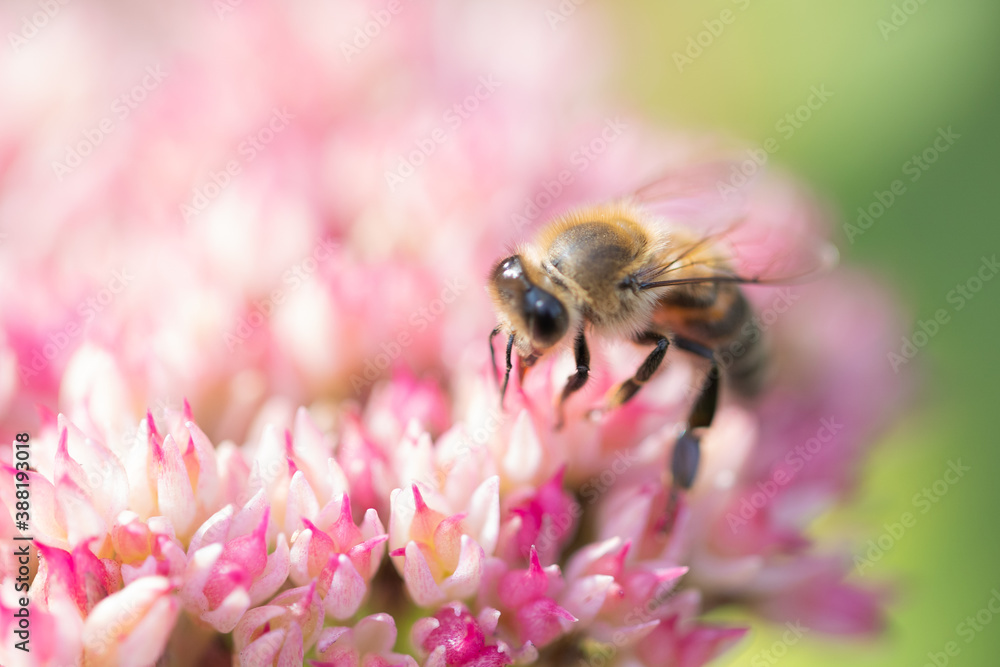 Honey bees collect pollen Spiraea flower. Macro shot.