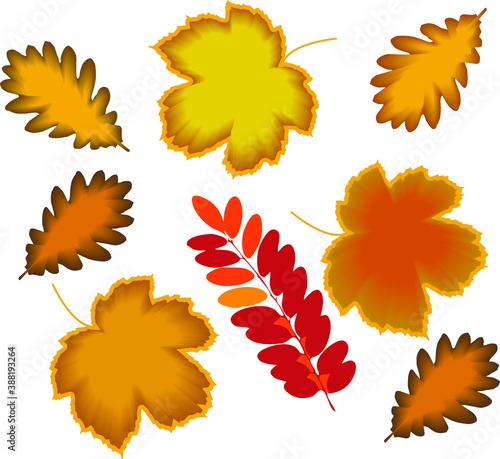 autumn leaves set isolated on white background