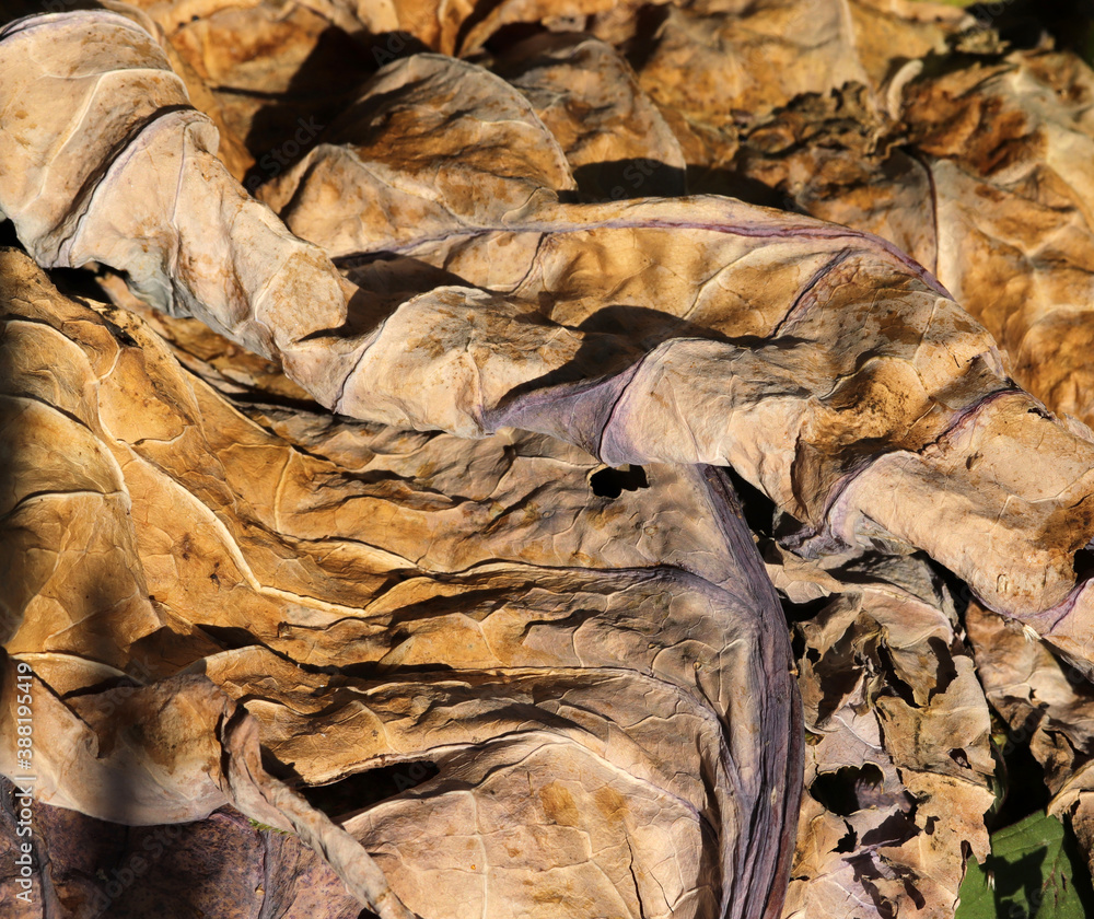 Yellowed leaves in autumn. Abstract nature background texture. Yellowed leaves in autumn. Abstract nature background texture.