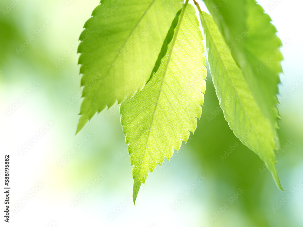 新緑のケヤキの葉