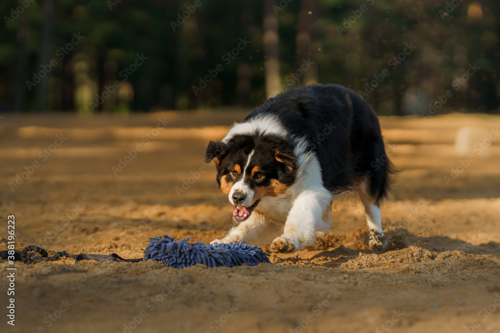 dog runs. An active pet on the beach. Tricolor australian shepherd movement