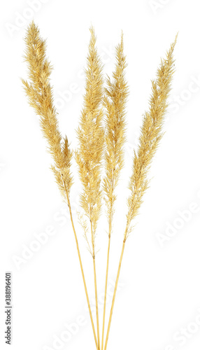 Spikelets of bulrush isolated on a white background. Spikelet of reeds.