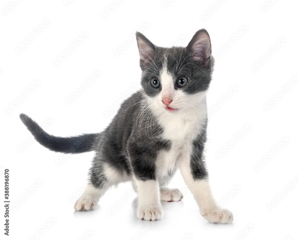 Fototapeta premium kitten in studio