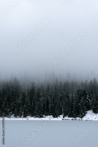 Misty morning in the Forest 