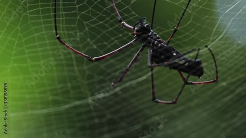 Wallpaper Mural Golden-orb web spider weaving the net and showcase skills as it goes up with spider thread closeup 30 fps video clip, green soft background and natural light. Torontodigital.ca