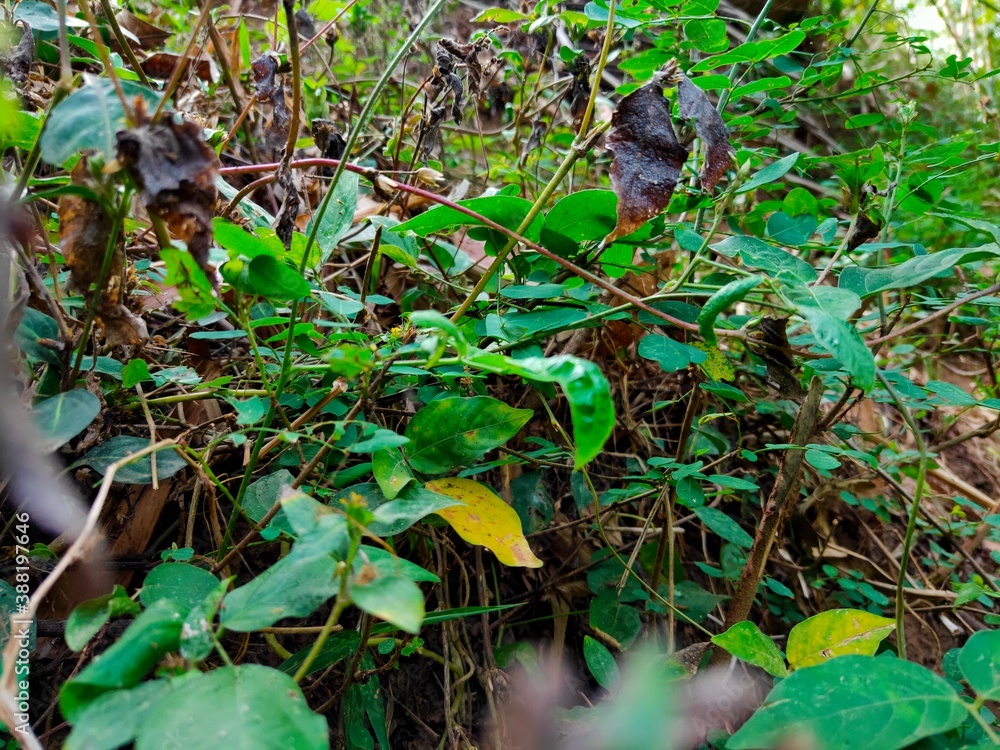 view of the expanse of green plants view of the expanse of green plants