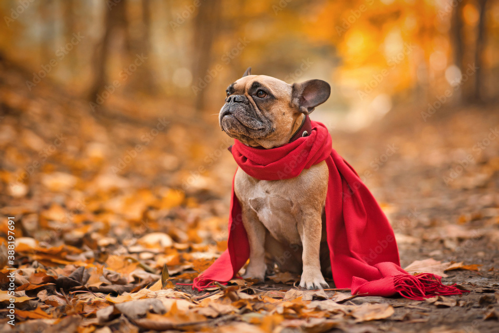 French Bulldog dog wearing red scarf sitting in forest covered in orange autumn leaves