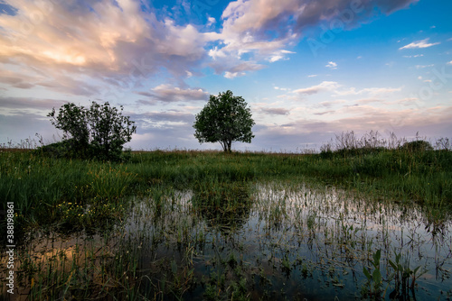summer morning landscape with a lonely tree in a field with green grass at dawn and a pond