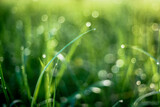 Dew on the leaves of grass in the spring morning