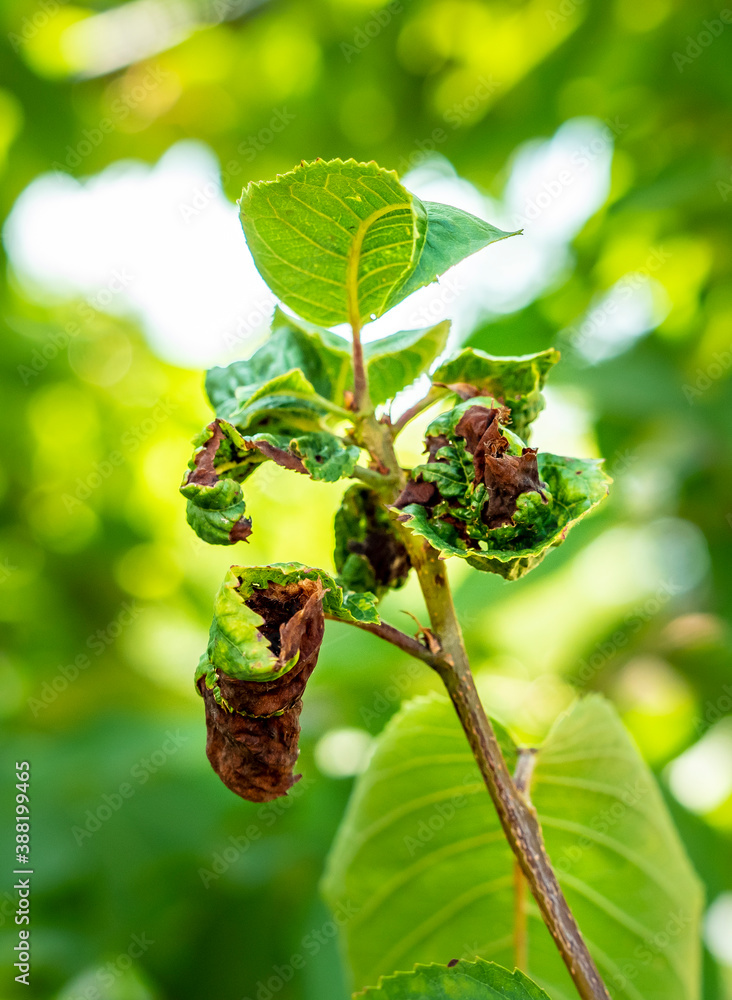 Fruit tree leaves are damaged by insects. The leaves were damaged with the help of ants, insect eggs, insect larvae and other pests of plants. Fruit tree leaves are damaged by insects. The leaves were damaged with the help of ants, insect eggs, insect larvae and other pests of plants.