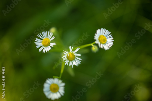 Daisies in a meadow with sunlight  peaceful tranquil nature. Meadow flowers  pastel colors  delicate sunlight. Spring Nature scene. Beautiful Landscape. Park with floral green grass under trees