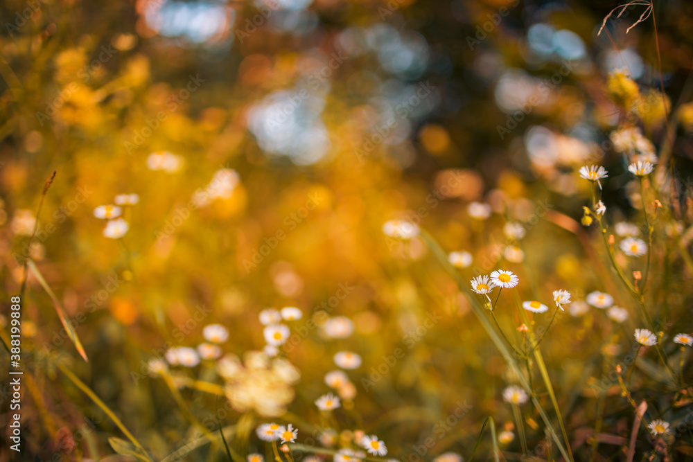 Beautiful white meadow flowers. Wild flowers on blur meadow field landscape, nature in the rays of sunlight in summer in the spring close-up of a macro. Amazing sunset sunrise nature
