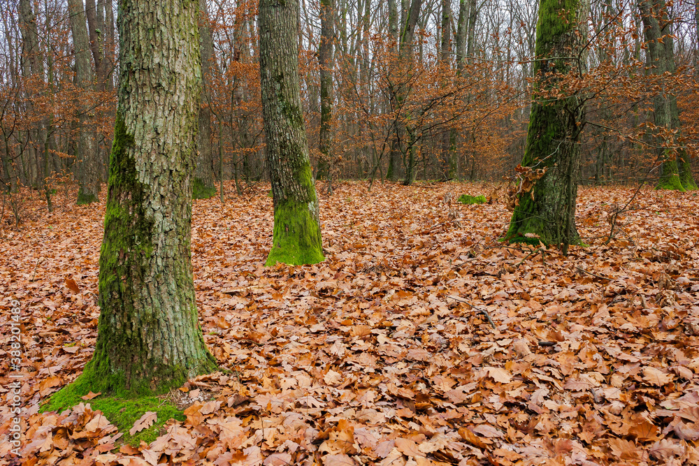 forest and fallen foliage in november. dry leaves on the ground. leafless branches and trunks with moss. calm nature scenery. forest and fallen foliage in november. dry leaves on the ground. leafless branches and trunks with moss. calm nature scenery.