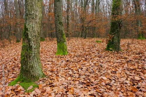 forest and fallen foliage in november. dry leaves on the ground. leafless branches and trunks with moss. calm nature scenery.