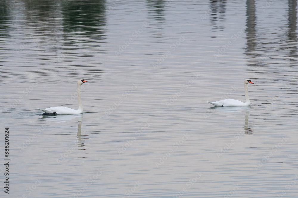Two Beautiful White Swans Swimming on the Silent Lake