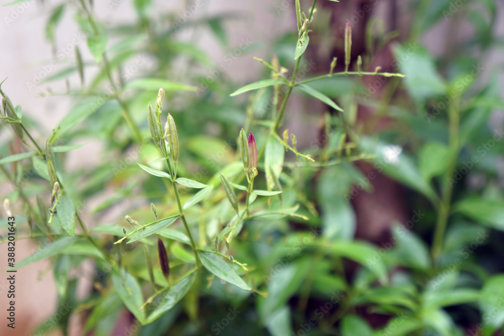 Seed pods of Kariyat. The Creat or Andrographis paniculata (Burm.f.) Wall.ex Nees. Bitter herb