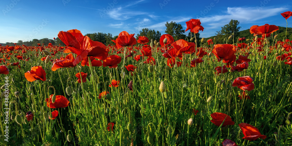 red poppies in the field. wonderful sunny weather. clouds on the sky. beauty of nature concept