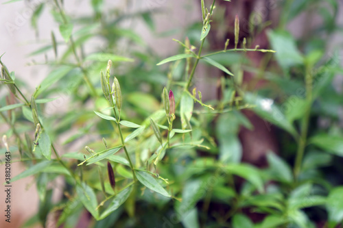 Seed pods of Kariyat. The Creat or Andrographis paniculata  Burm.f.  Wall.ex Nees. Bitter herb