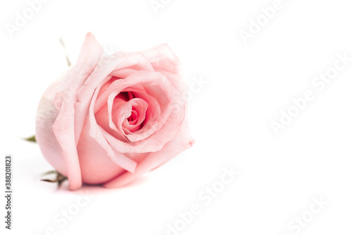 Fototapeta Naklejka Na Ścianę i Meble -  Macro shot of pink rose on white background, gift for Valentine's day, March 8, mother's day